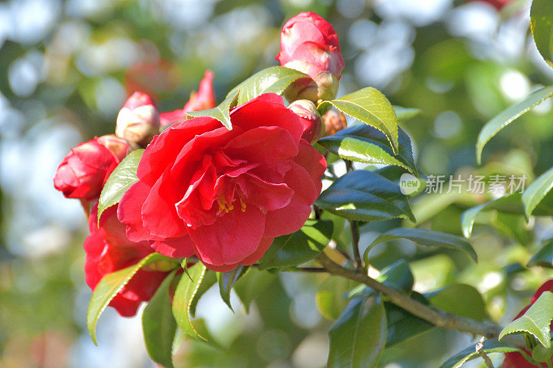 茶花/日本茶花